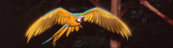 Fliegender Ara - Macaw Papagai