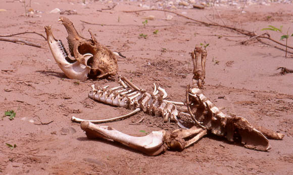 Toter Tapir am Sandufer