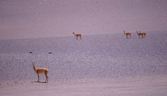 Vicunas, eine der 4 Kamelarten in Sdamerika. Nicht domestiziert.