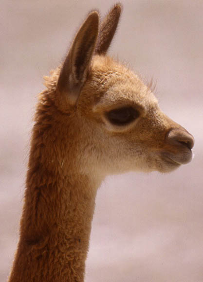 An der schlanken Gestalt erkennt man die Vicunas