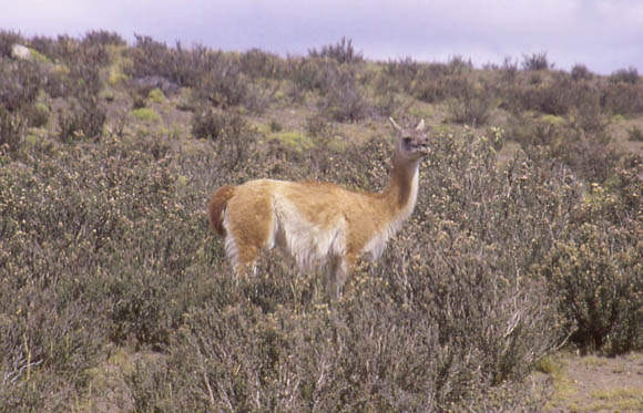 Die 4. Kamelart von Sdamerika - Guanaco in Torres del Paine NP