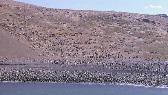 Isla Margaretha mit seinen 70.000 Brutpaaren Magellanpinguinen