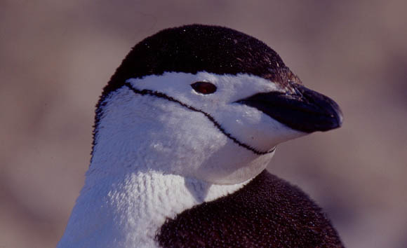 Chinstrap oder Kehlstreifpinguin