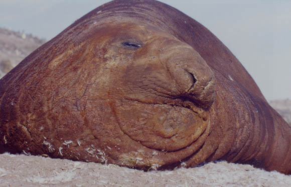 Ich bin der Beachmaster - Wer bist du und was willst du hier ?