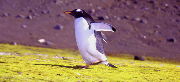 Gentoo oder Eselspinguin