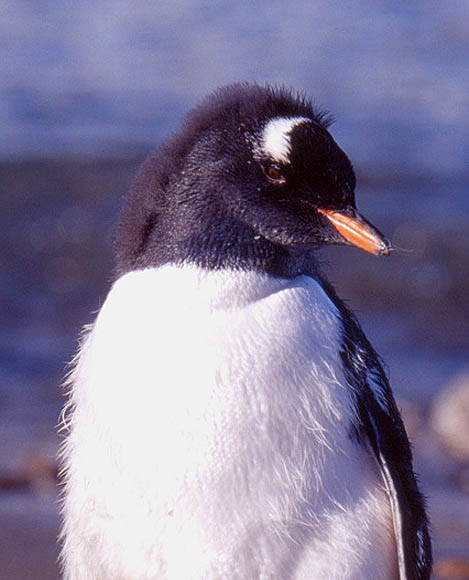 Ein junger Gentoo bei der Mauser. In diesen 14 Tagen knnen sie nicht ins Wasser und sind auf Null-Dit. Sie verlieren dabei bis zu 30% ihres Krpergewichts.