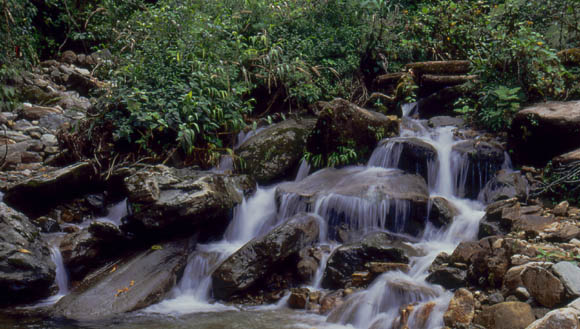 Der Bach im tropischen Machay-Tal