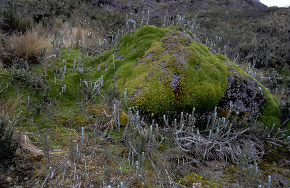 Erst ab ca. 4500m Hhe wird die Vegetation dnner ...