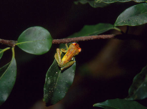 Ein Baumfrosch nachts
