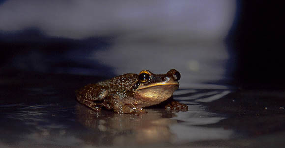 Der Frosch schaute ein wenig verdutzt als er sich aus dem Esshttendach auf den Esstisch von 12 europischen Touristen plumpsen lies. Zum Glck waren keine Franzosen dabei ...