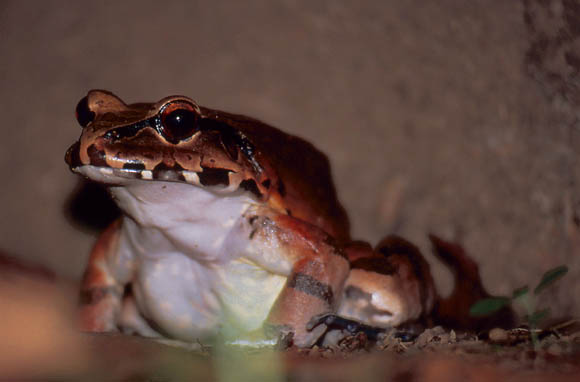 Ein Riesenfrosch am Flussufer - er war ber 25cm hoch