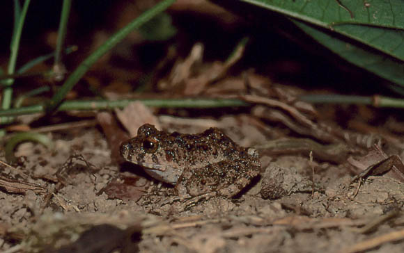 Noch ein Frosch - den haben wir unter dem Klohuschen gefunden