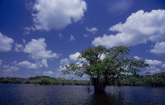 Akazien in der Laguna Grande