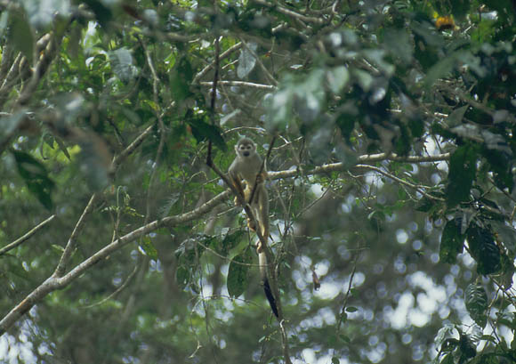Yellow Squirrel Monkey - 