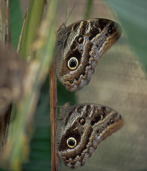 Der Blue Morph Schmetterling