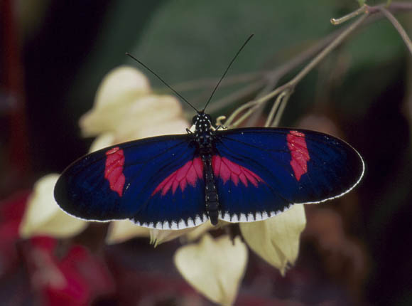 Noch ein Schmetterling