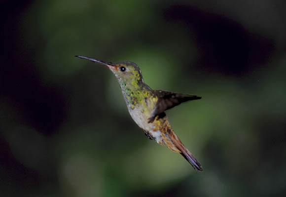 Kolibri