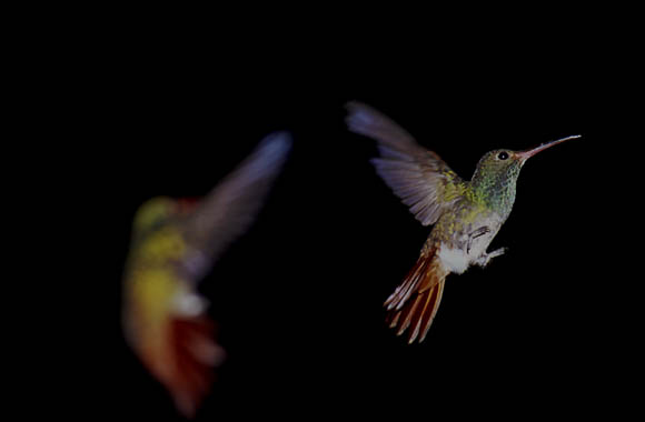 Kolibri