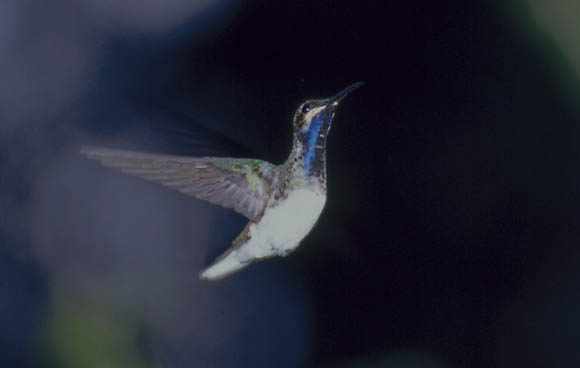 Kolibri